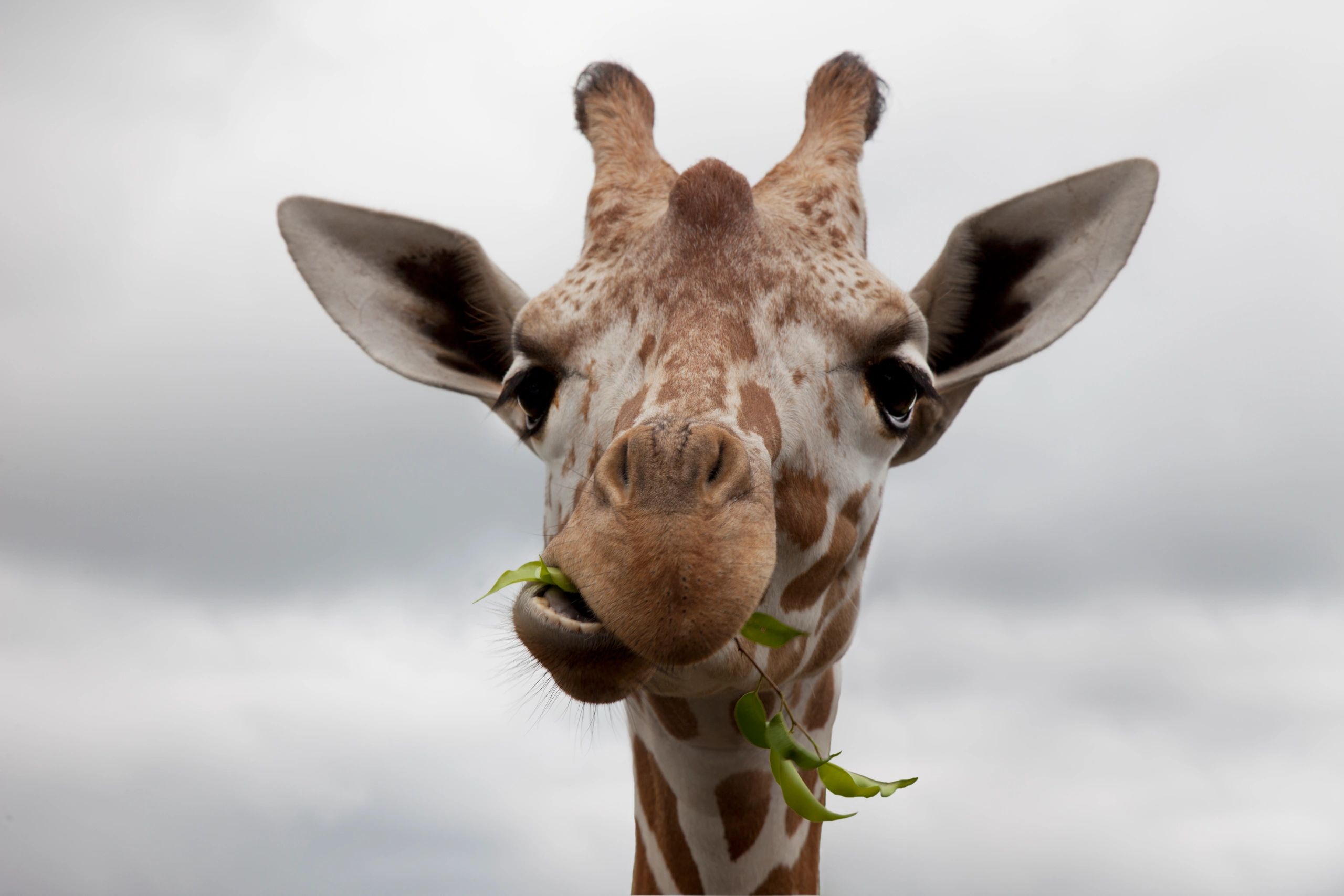 Giraffe at Aggieland Safari in Bryan, Texas